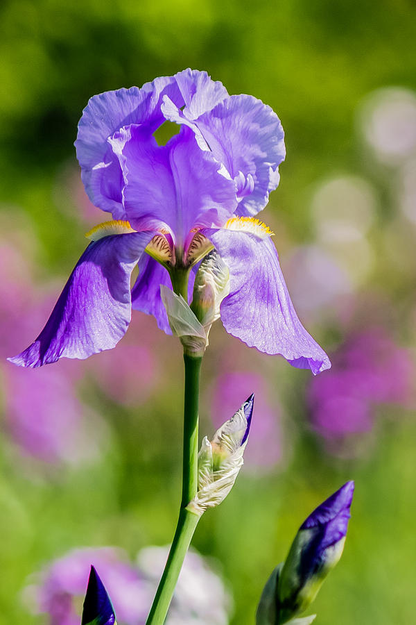 Pretty Purple Iris Photograph by Lisa Lemmons-Powers