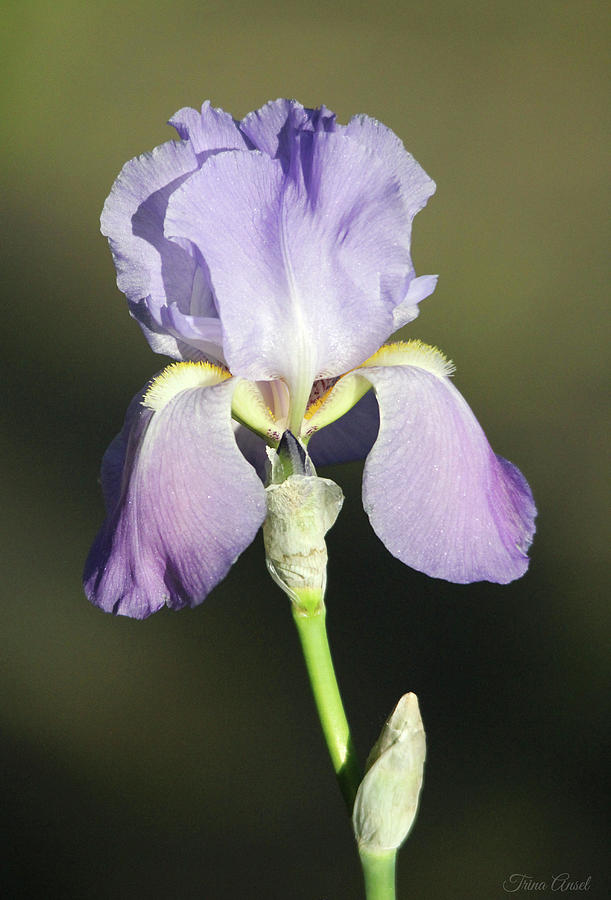 Pretty Purple Iris Photograph by Trina Ansel