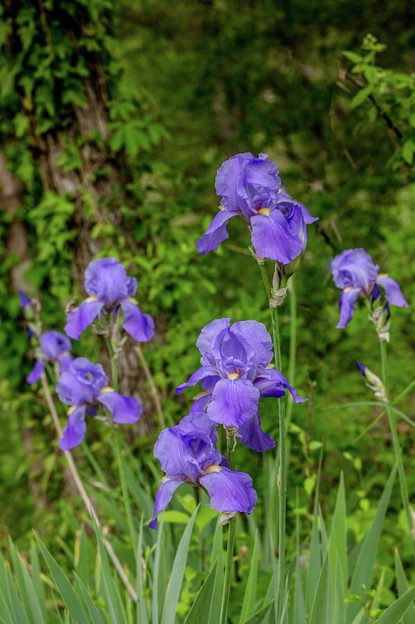 Pretty Purple Irises Photograph by Lisa Lemmons-Powers
