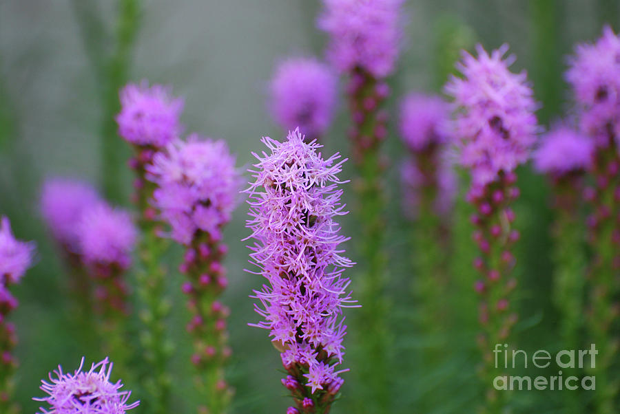 Pretty Purple Liatris Flowers in Bloom Photograph by DejaVu Designs