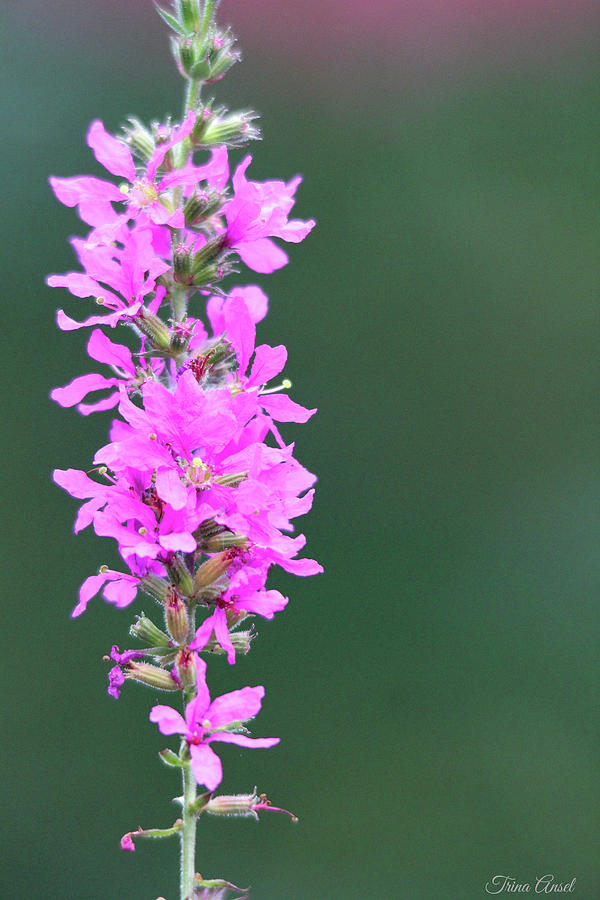 Pretty Purple Loosestrife Photograph by Trina Ansel