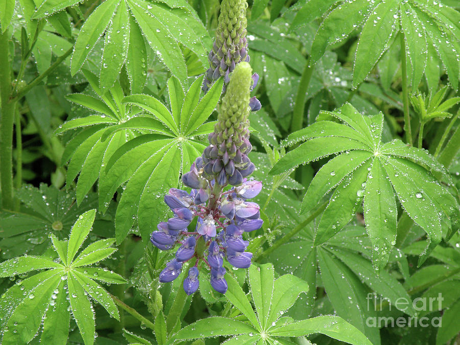 Pretty Purple Lupin Flower Stalk in Bloom Photograph by DejaVu Designs