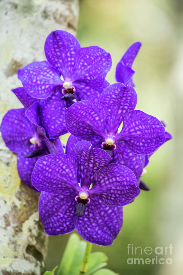 Pretty Purple Phalaenopis Photograph by Sabrina L Ryan