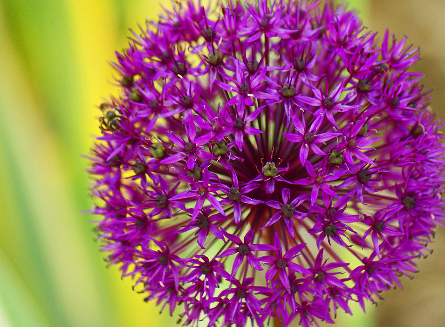 Allium Photograph - Pretty Purple Puffball by Maria Keady Allium Photograph - Pretty Purple Puffball by Maria Keady