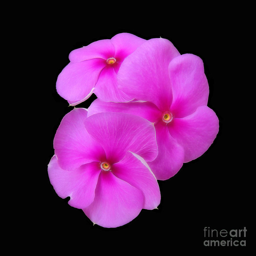 Nature Photograph - Pretty Purple Triplets by Sue Melvin