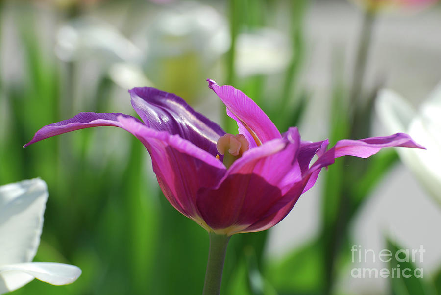 Pretty Purple Tulips with Spikey Petals in a Garden Photograph by DejaVu Designs