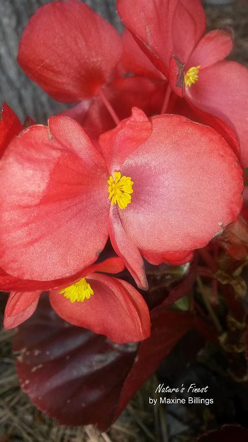 Pretty Red Begonias Photograph by Maxine Billings