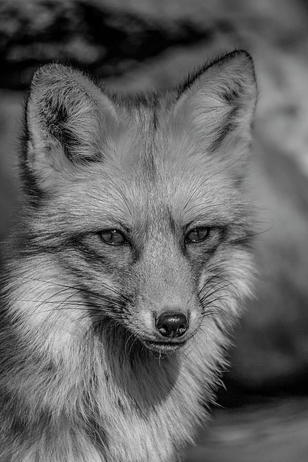 Pretty Red Fox in Black and White Photograph by Teresa Wilson