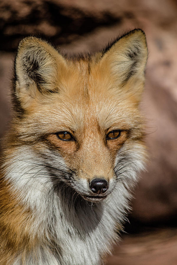 Pretty Red Fox Photograph by Teresa Wilson