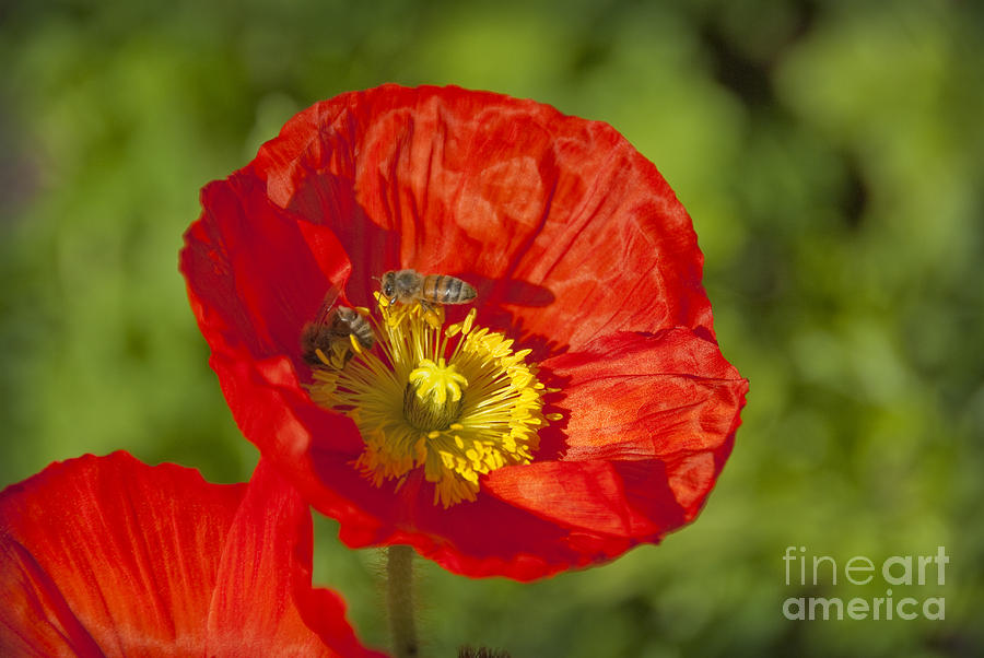 Pretty Red Poppy  Flowers Photograph by David Zanzinger