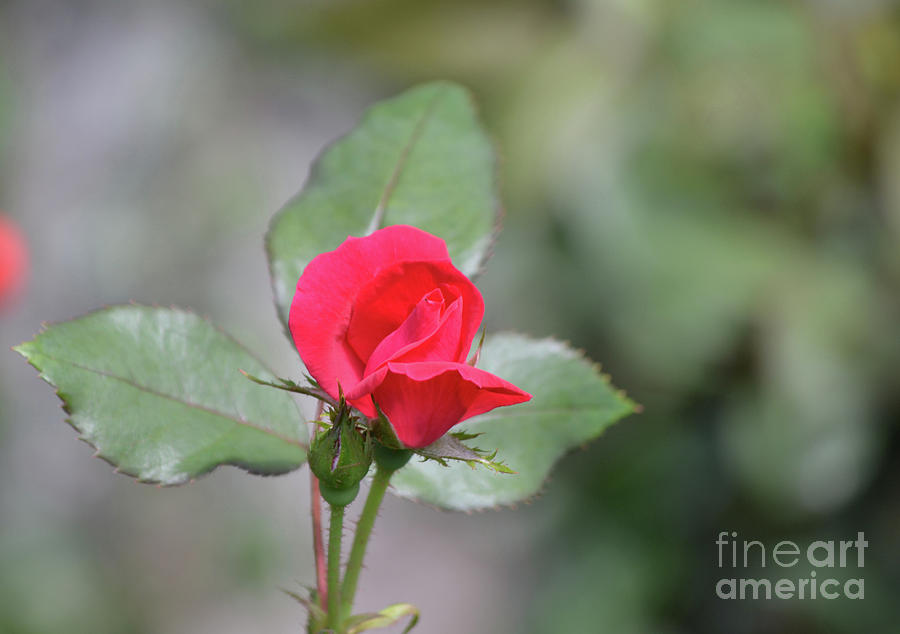 Pretty Red Rosebud in a Rose Garden Photograph by DejaVu Designs
