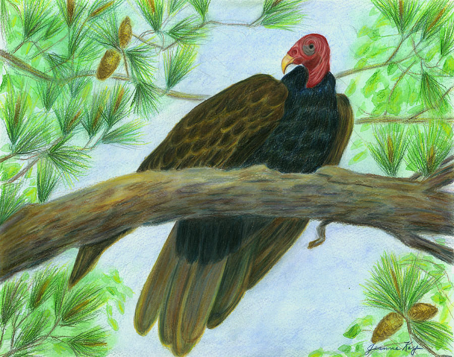 Pretty Redhead Turkey Vulture Painting by Jeanne Juhos