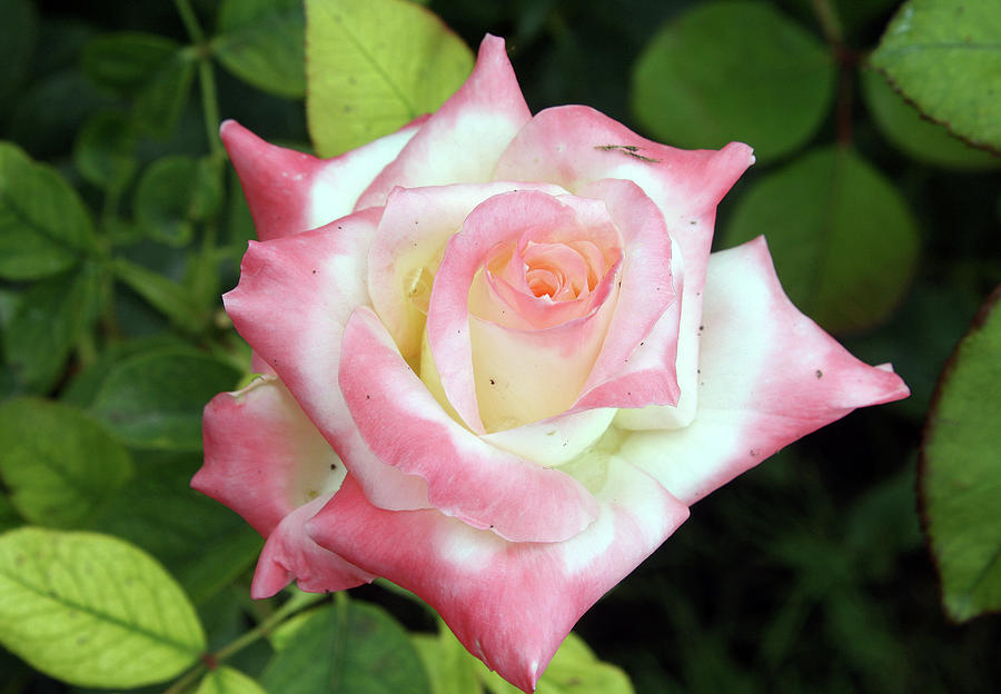 Pretty Rose Photograph by Ellen Tully