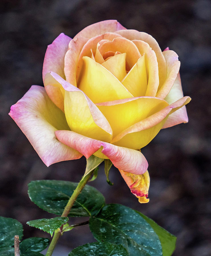 Pretty rose Photograph by Jane Luxton