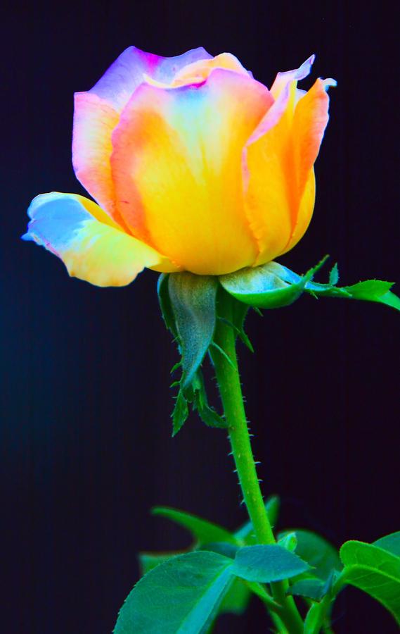 Pretty Rose Photograph by Josephine Buschman