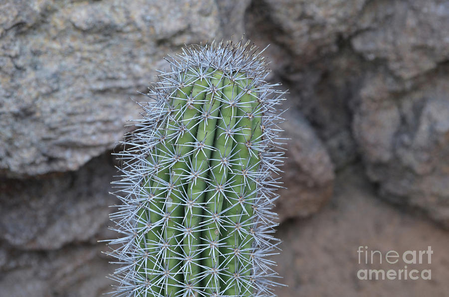 Pretty Spikey Cactus in the Desert of the Midwest Photograph by DejaVu Designs