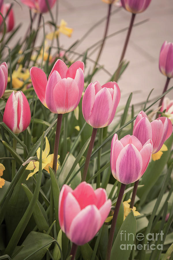 Pretty spring tulips Photograph by Sophie McAulay
