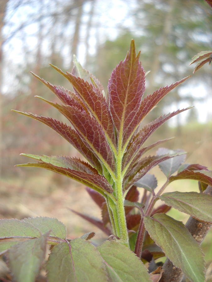 Pretty Sumac Leaves in May Photograph by Kent Lorentzen