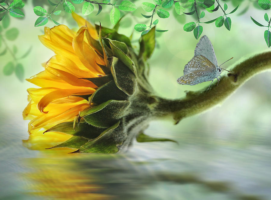 Pretty Sunflower Digital Art by Nina Bradica
