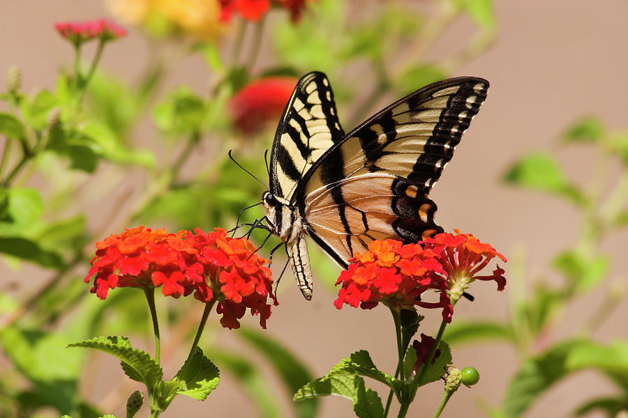 Pretty Swallowtail Butterfly on Lantana Flowers Photograph by Jill Lang