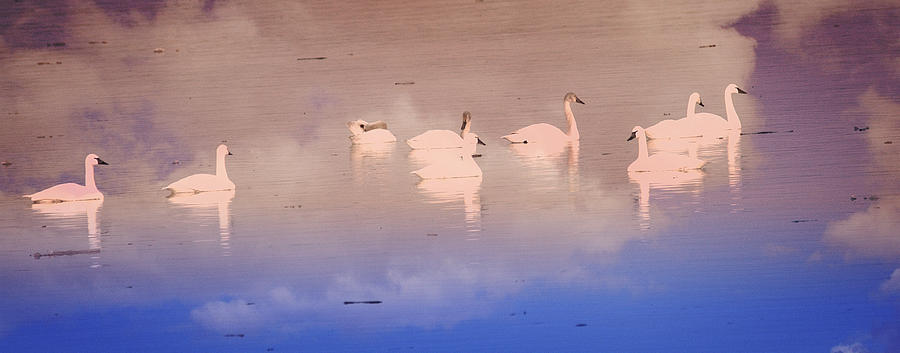 Pretty Swans All In A Ro Photograph by Marty Koch