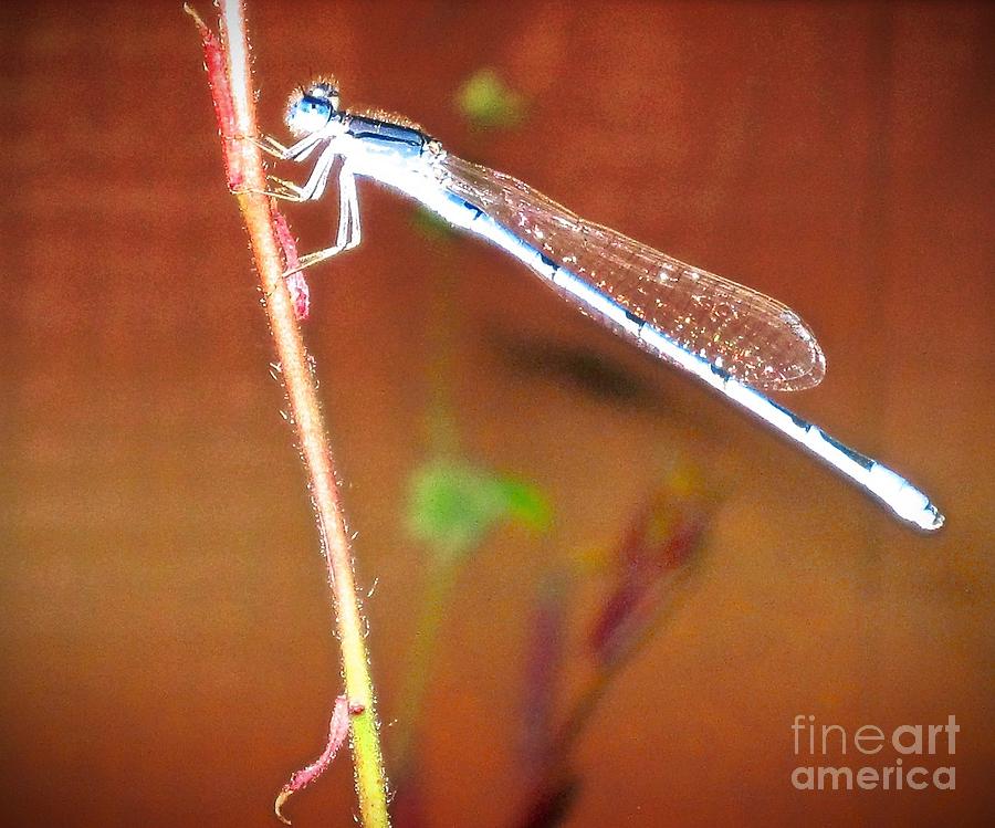 Pretty Tiny Dragonfly Photograph by Phyllis Kaltenbach