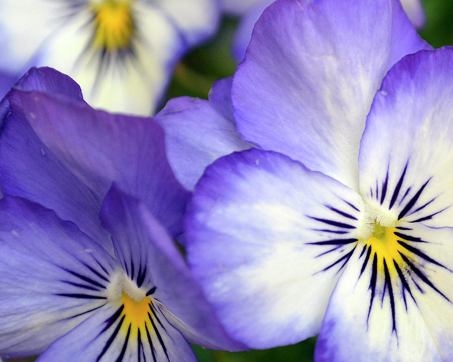 Pretty Violas Photograph by Ann Bridges