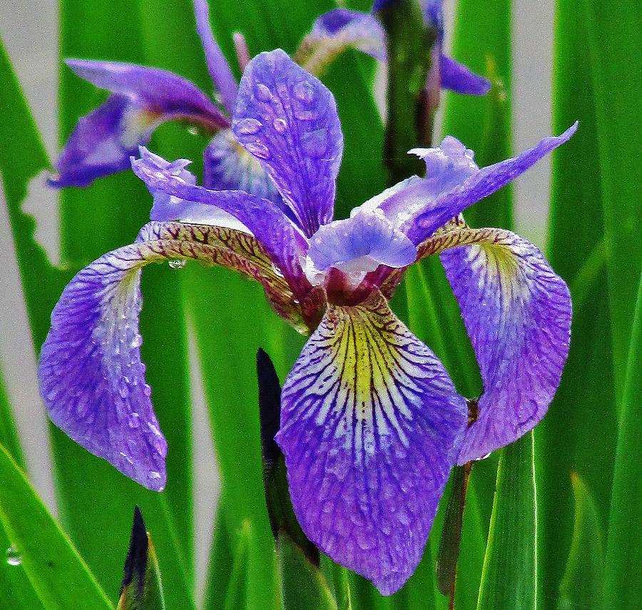 Pretty Wet Iris Photograph by Thomas McGuire - Fine Art America