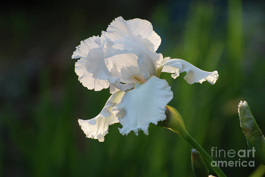 Pretty White Blooming Bearded Iris Flower Photograph by DejaVu Designs