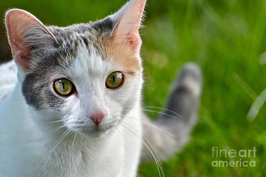 pretty white cat