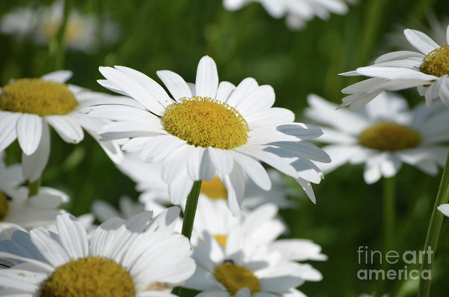 Pretty White Common Daisies in Bloom Photograph by DejaVu Designs