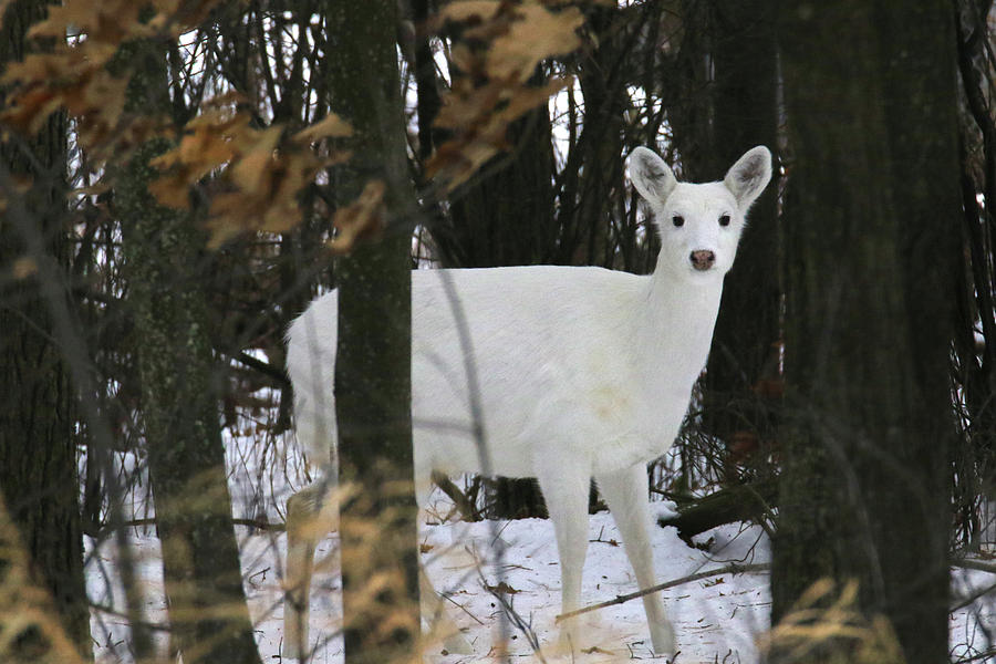Pretty White Deer Photograph by Brook Burling