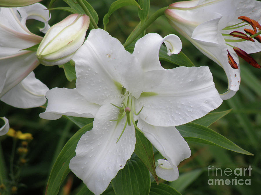 Lily Photograph - Pretty White Lilies Blooming in a Garden by DejaVu Designs