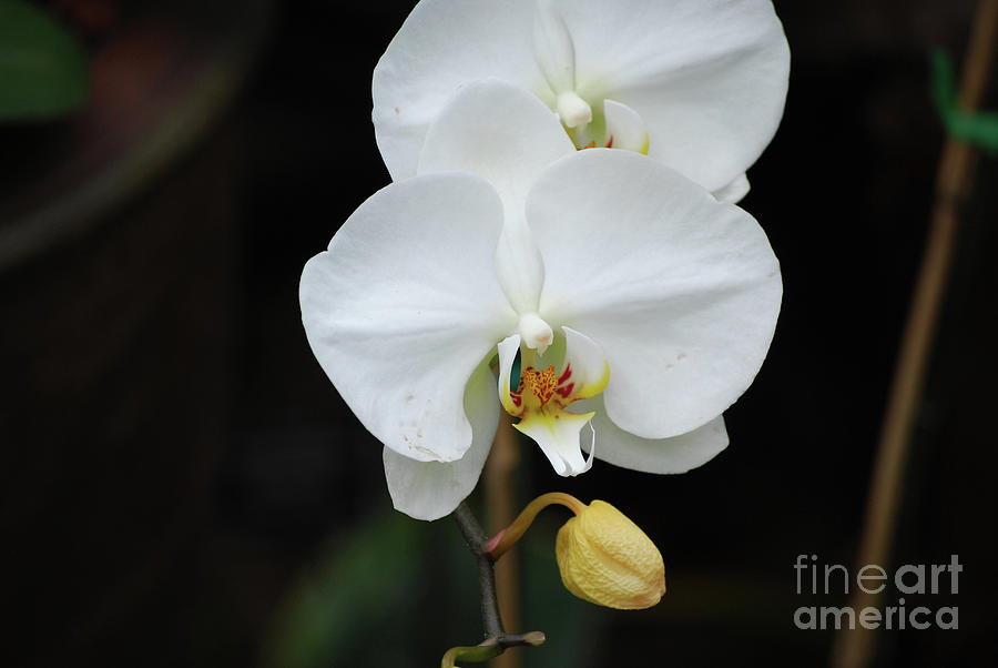 Pretty White Orchid Blossom with a Flower Bud Photograph by DejaVu Designs