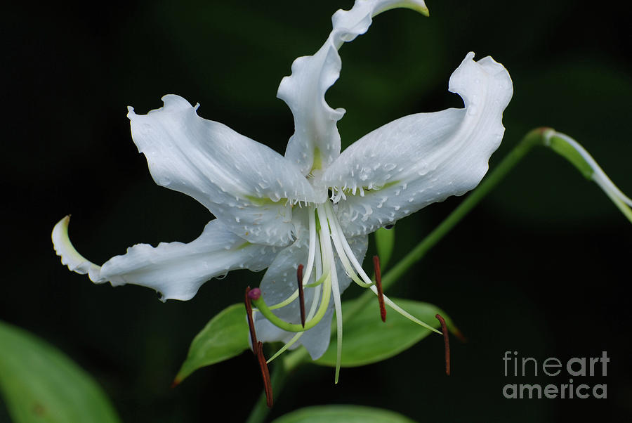Pretty White Stargazer Lily Flower Blossom Photograph by DejaVu Designs