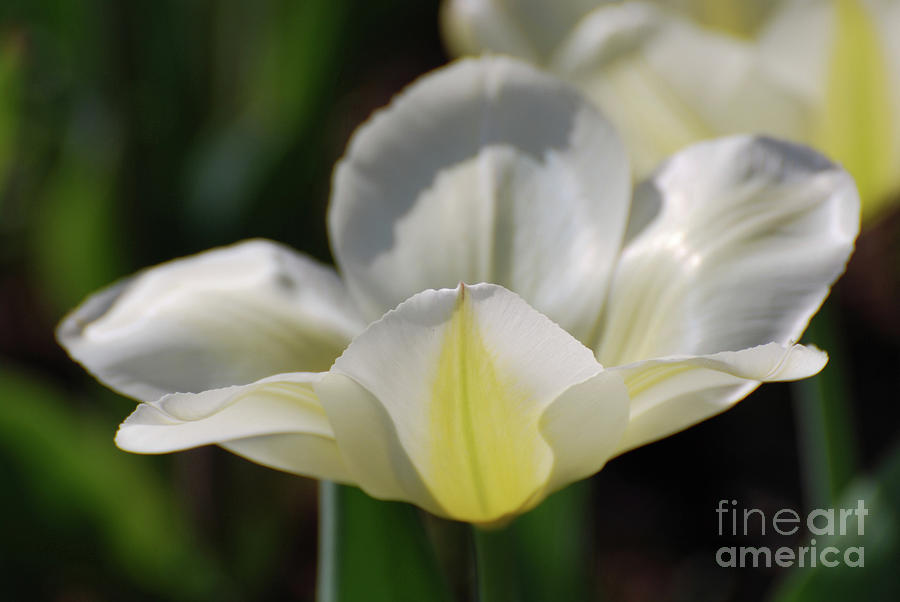 Pretty White Tulips Edged in Pale Yellow blooming Photograph by DejaVu Designs