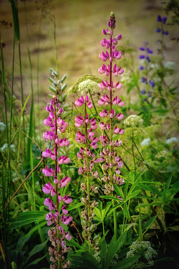 Pretty Wildflowers Photograph by Debra and Dave Vanderlaan