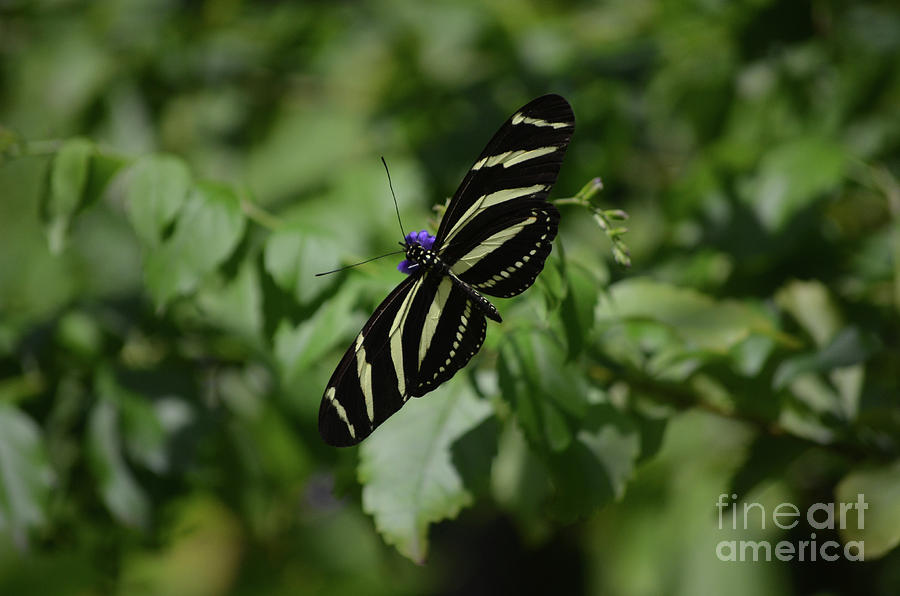 Pretty Wingspan of this Zebra Butterfly in the Spring Photograph by DejaVu Designs