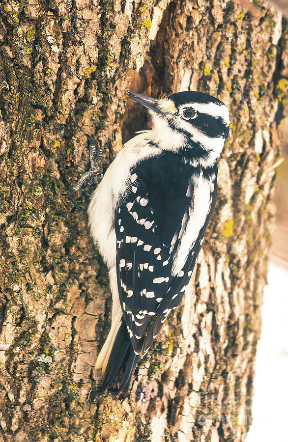 Pretty Woodpecker Photograph by Cheryl Baxter