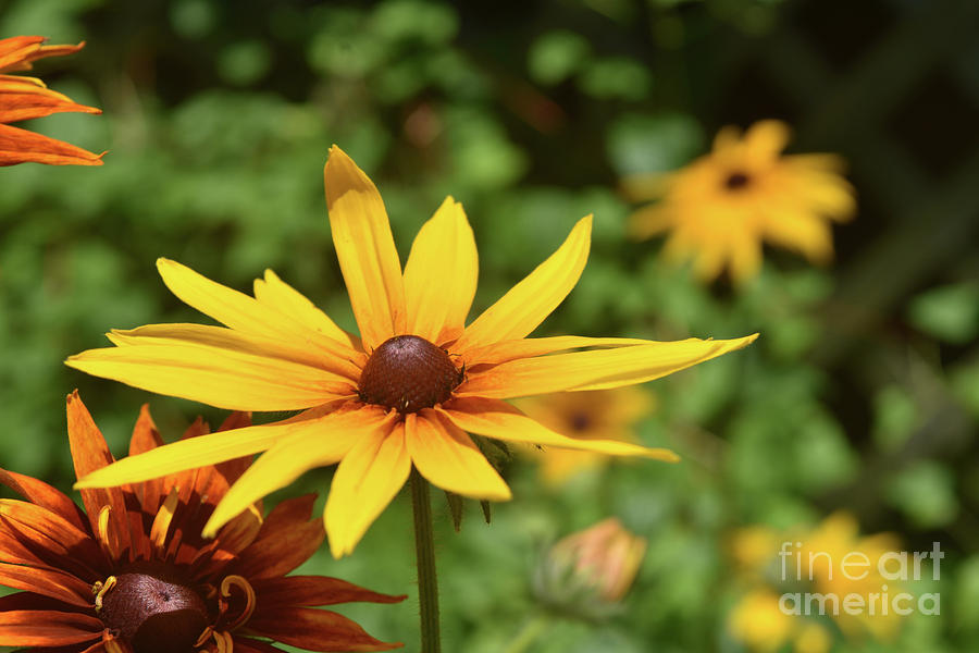 Pretty Yellow Black Eyed Susan in the Spring Photograph by DejaVu Designs