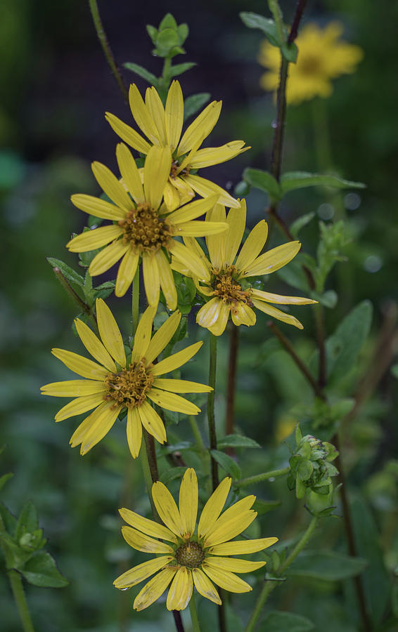 Pretty yellow daisies Photograph by Jane Luxton