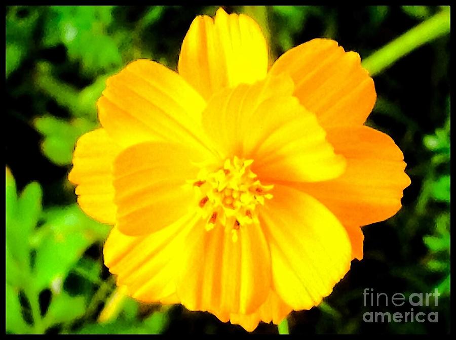 Pretty Yellow Flower On Black Background Photograph