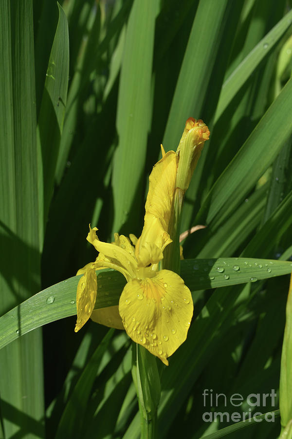 Pretty Yellow Iris Flower with Dew Drops on Its Petals Photograph by DejaVu Designs