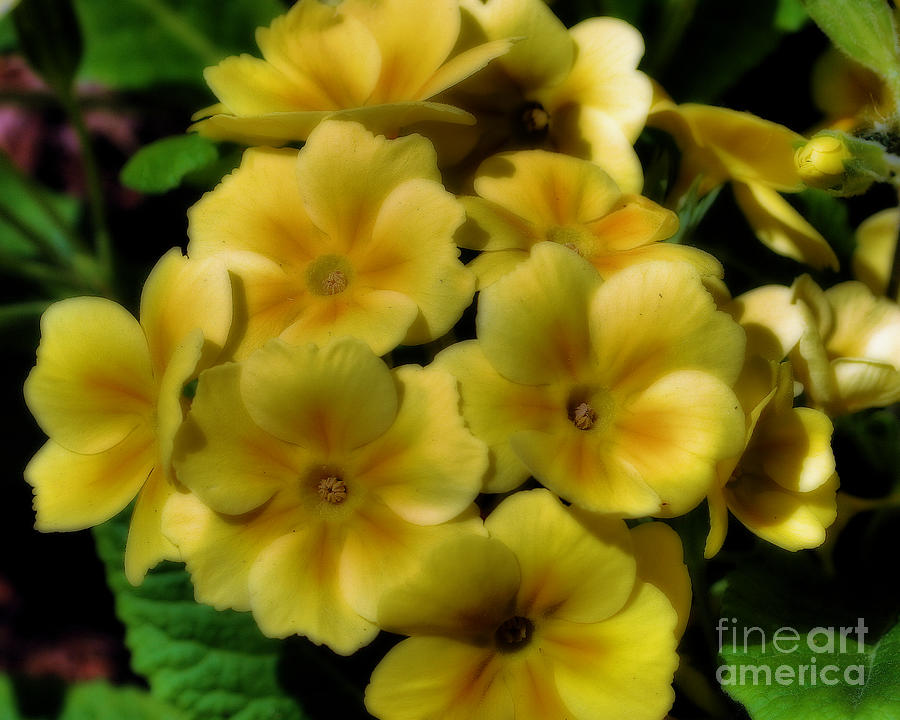 Pretty Yellow Primrose Flowers Photograph by Smilin Eyes Treasures