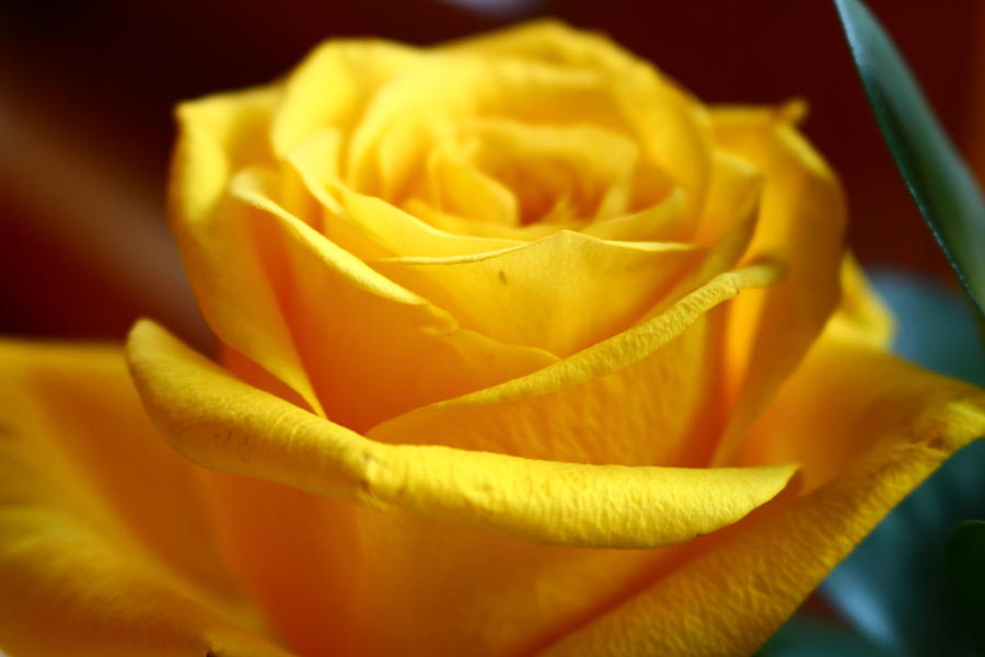Pretty Yellow Rose Photograph by Loretta S