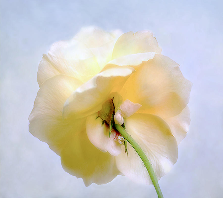 Rose Photograph - Pretty Yellow Rose by Louise Kumpf