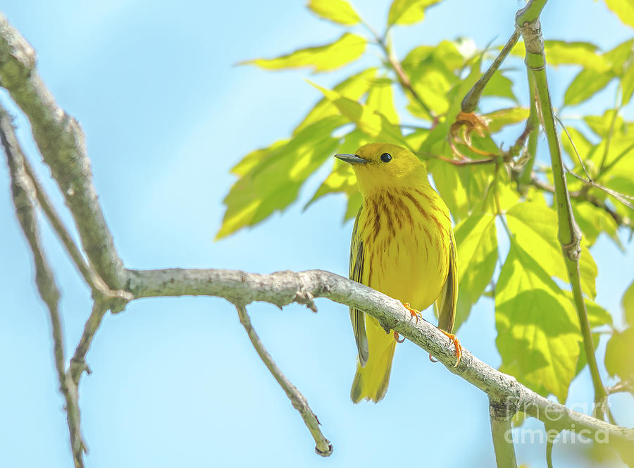 Pretty Yellow Warbler Photograph by Cheryl Baxter