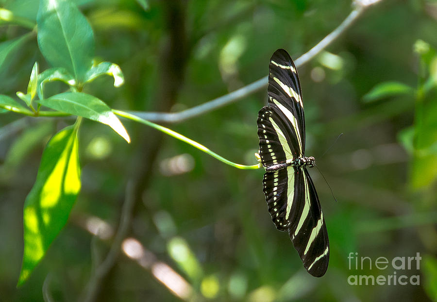 Pretty Zebra Butterfly Photograph by Cheryl Baxter