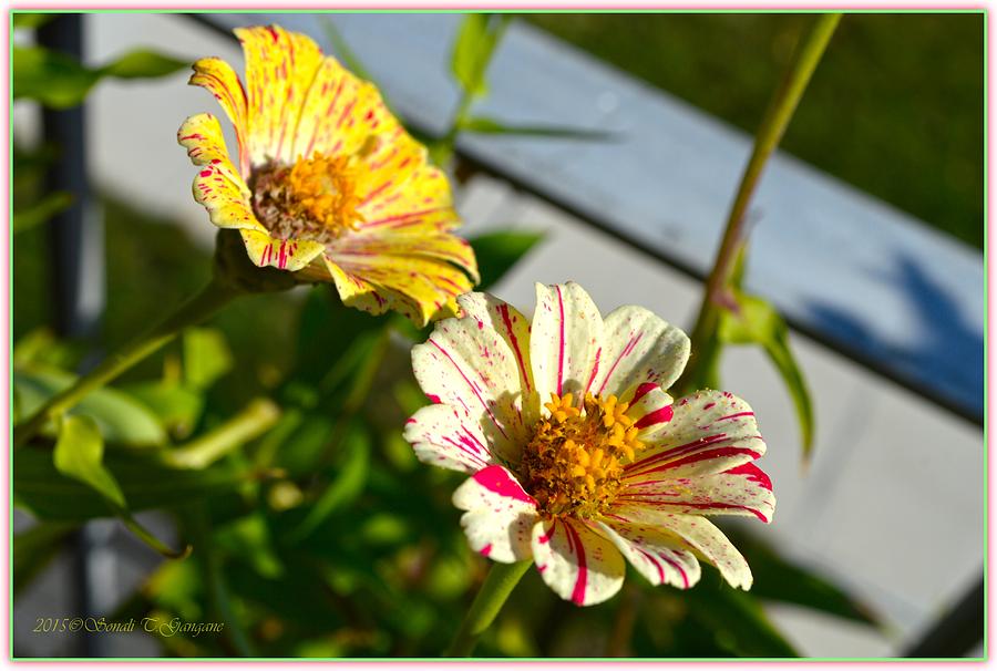 Flora Photograph - Pretty Zinnia Duo by Sonali Gangane