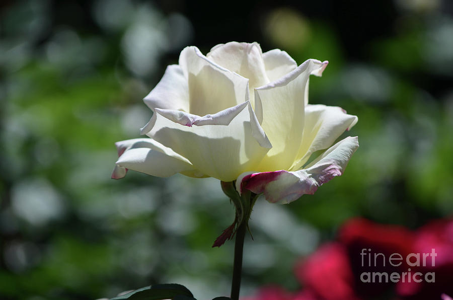 Prettyl Flowering White Rose Blossom in a Garden Photograph by DejaVu Designs